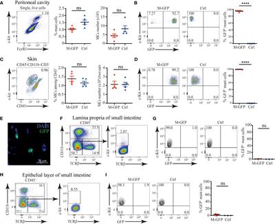 Heparin is required for the formation of granules in connective tissue mast cells